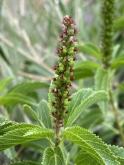 Acalypha communis