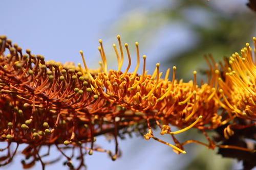 silk oak