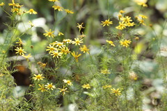 Adenophyllum anomalum