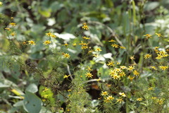 Adenophyllum anomalum