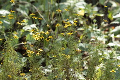 Adenophyllum anomalum