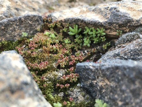Broad-leaved Stonecrop