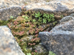 Sedum cespitosum