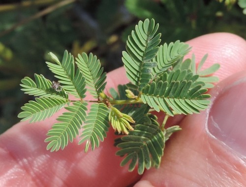 Desmanthus leptolobus