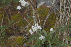 Gypsophila cephalotes
