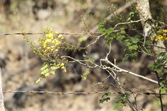 Erythrostemon mexicanus