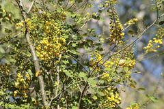 Erythrostemon mexicanus