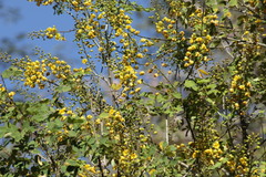 Erythrostemon mexicanus