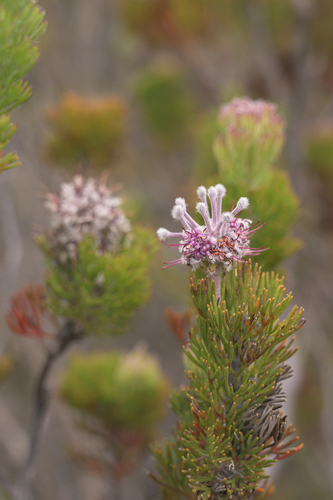 Paranomus abrotanifolius Knight
