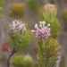 Bredasdorp Sceptre - Photo (c) botanicexpedition2019nl-saf, some rights reserved (CC BY-NC-ND), uploaded by botanicexpedition2019nl-saf