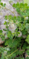 Trifolium pilulare