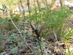 Astragalus suffruticosus