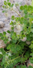 Trifolium pilulare