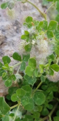 Trifolium pilulare