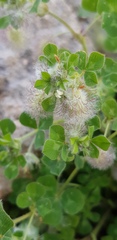 Trifolium pilulare