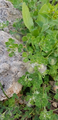 Trifolium pilulare