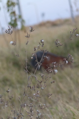 Brickellia paniculata
