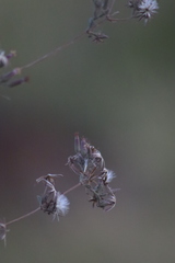 Brickellia paniculata
