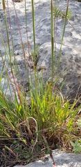 Andropogon distachyos