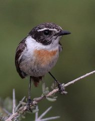 Saxicola dacotiae