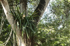 Aechmea bracteata