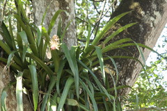 Aechmea bracteata