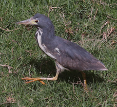 Ixobrychus sturmii