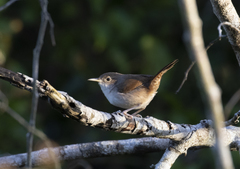 Troglodytes aedon beani