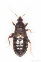 Xylocoris