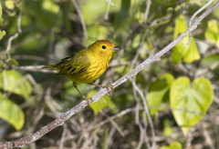 Setophaga petechia rufivertex