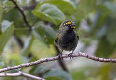 Tiaris olivaceus intermedius