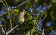 Cyclarhis gujanensis insularis