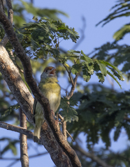 Cyclarhis gujanensis insularis