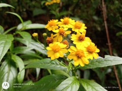 Tetrachyron manicatum