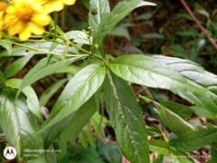 Tetrachyron manicatum