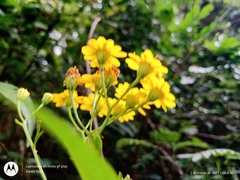 Tetrachyron manicatum