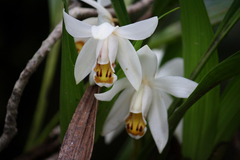 Coelogyne hirtella