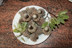 Quercus ithaburensis macrolepis