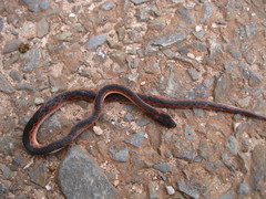 Xenopholis undulatus