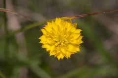 Polygala lutea