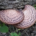Dryad's Saddle - Photo (c) Sarah DeLong-Duhon, some rights reserved (CC BY), uploaded by Sarah DeLong-Duhon