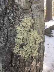 Phaeophyscia hispidula