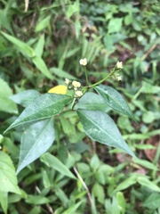 Image of Euphorbia lancifolia