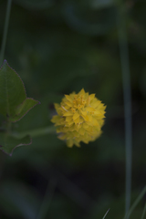 Polygala lutea