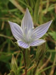 Swertiinae