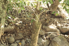 Myiarchus tuberculifer