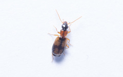 Philorhizus sigma