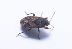 Trapezonotus arenarius