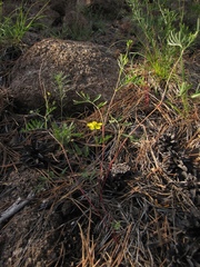 Sibbaldianthe orientalis