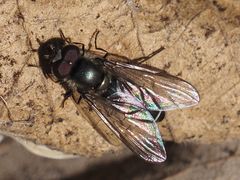 Melangyna quadrimaculata